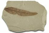 Detailed Fossil Leaf (Populus) - Green River Formation, Utah #325583-1